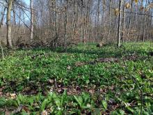 Czosnek niedźwiedzi